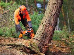  , USA Tree Removal Services Pros